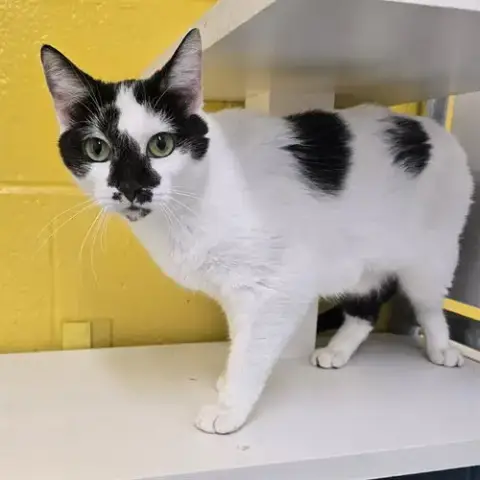 Kit Kat