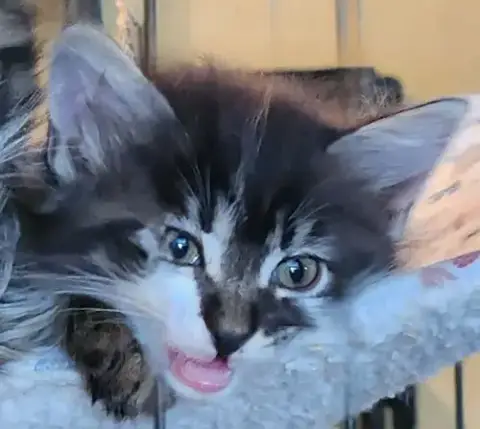 Cats/Kittens-Altamonte Springs Location photo 5