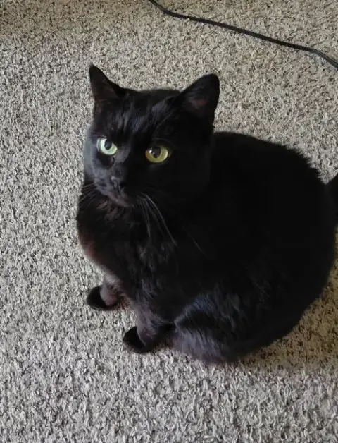Tinkerbell