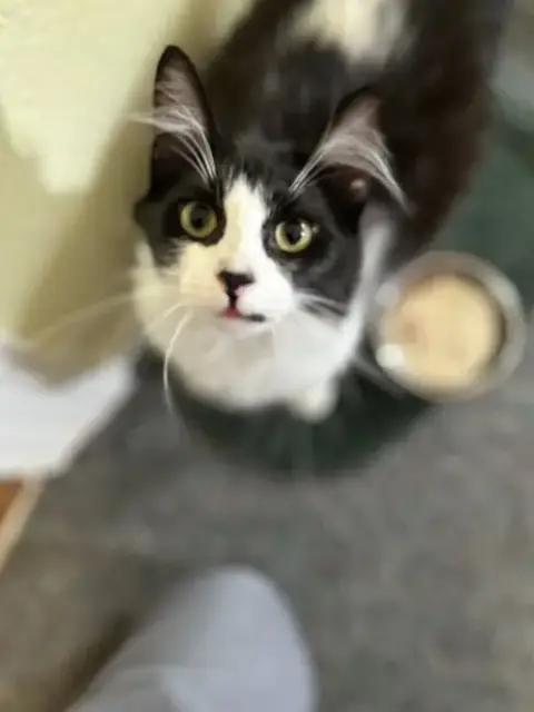 Oreo photo 2