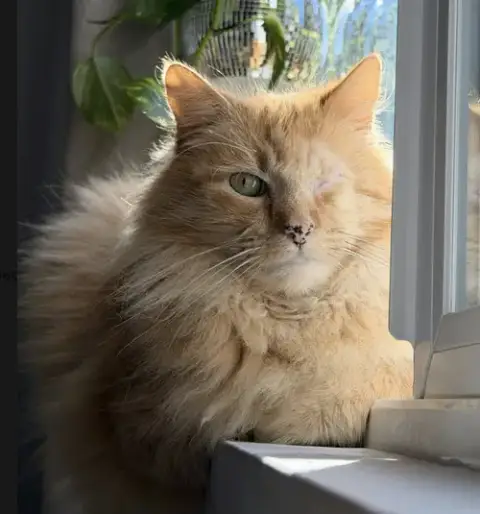 Maximus