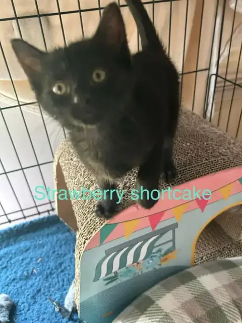 Strawberry Shortcake photo 2