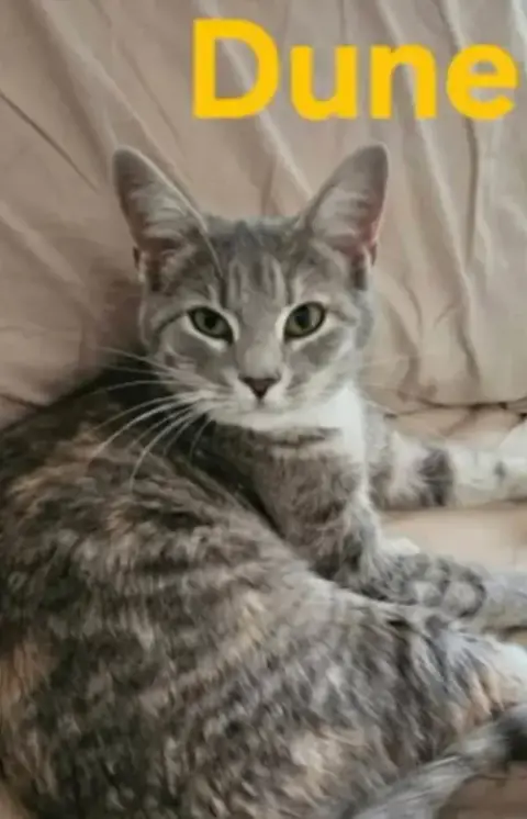Duchess Of Dune: Not At Shelter photo 5
