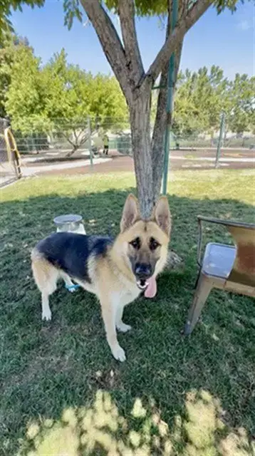 Nala