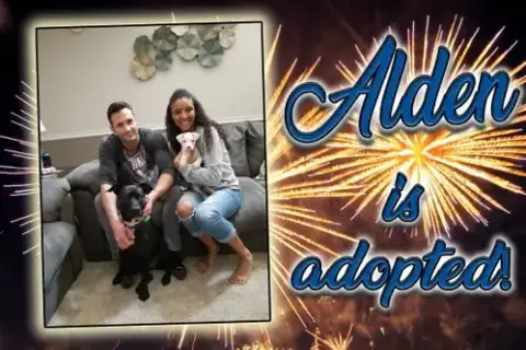 Alden Aka Midas photo 3