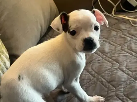 Sweet Treat Pups photo 2