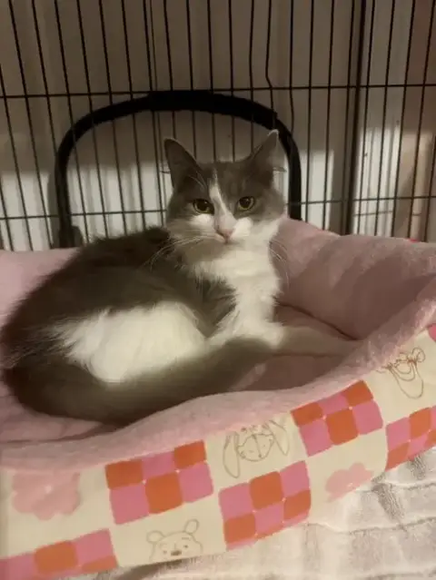 Lucy =^.^= photo 2