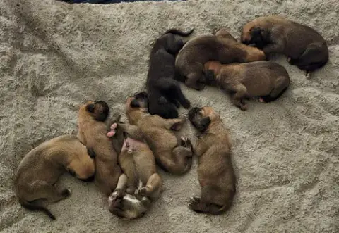 Maisy'S Puppies
