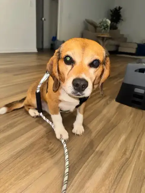 Murphy-Adopted