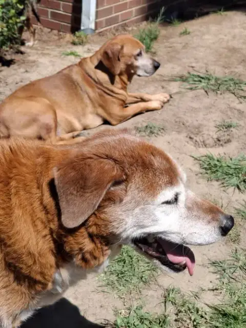 Dexter And Sophie