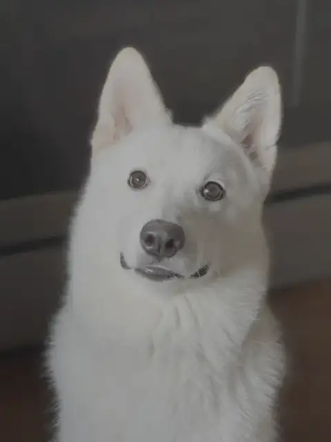 Xarpo