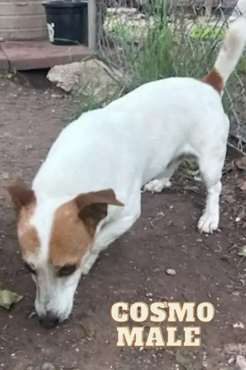 Cosmo~