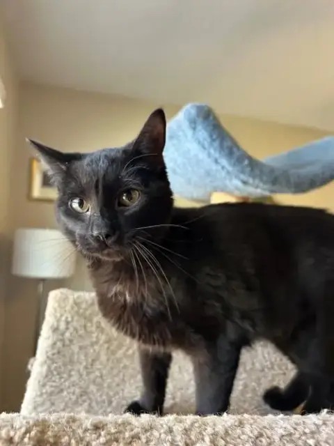 Minky