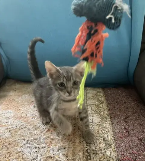 Dax photo 2