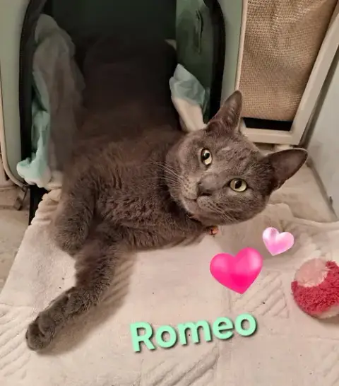 Romeo