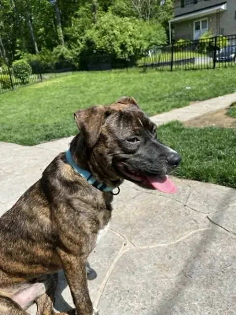Samson photo 4