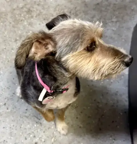 Hypoallergenic Yorkshire Terrier Meg photo 4