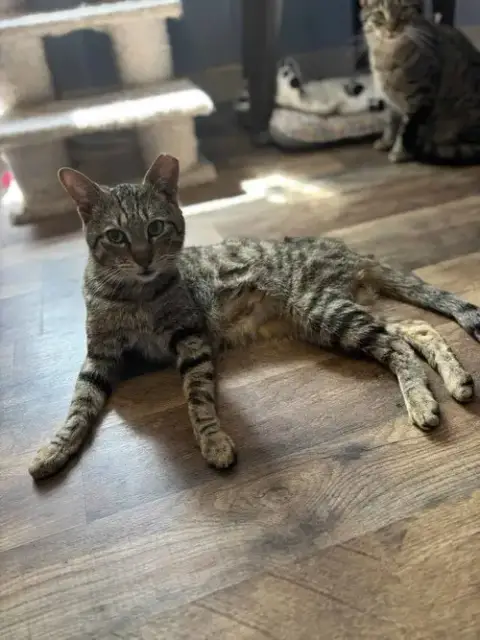 Tucker Kitty photo 2