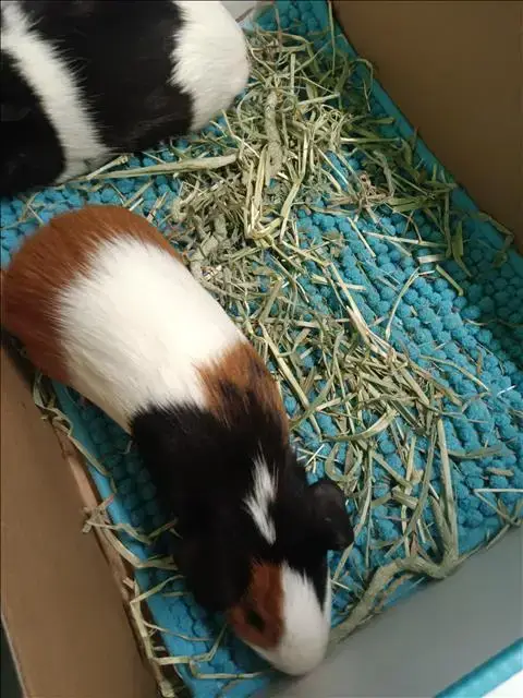 Ziggie