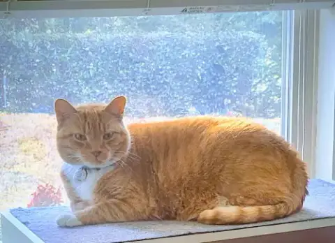 Garfield photo 2