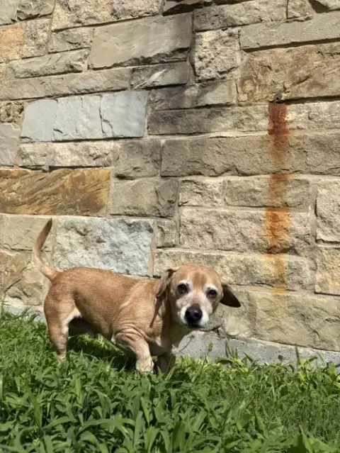Dallas