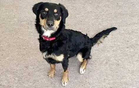 Nova