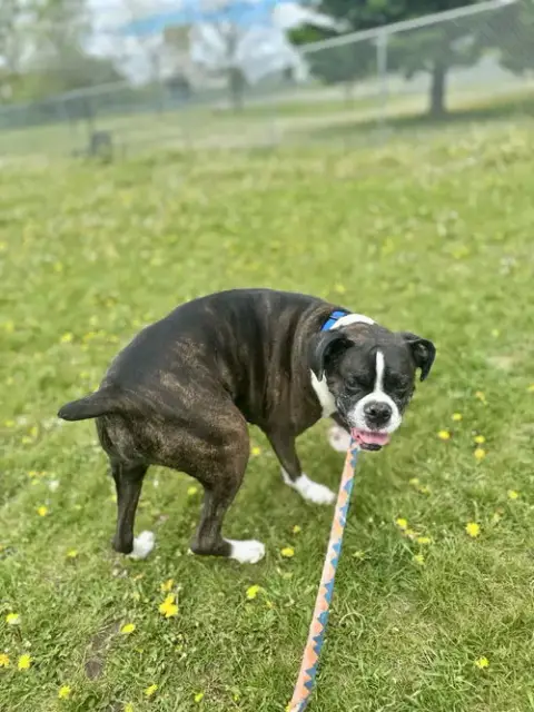 Cody *Adoption Pending* photo 4
