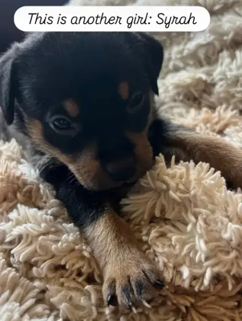 Anne’S Vines photo 2