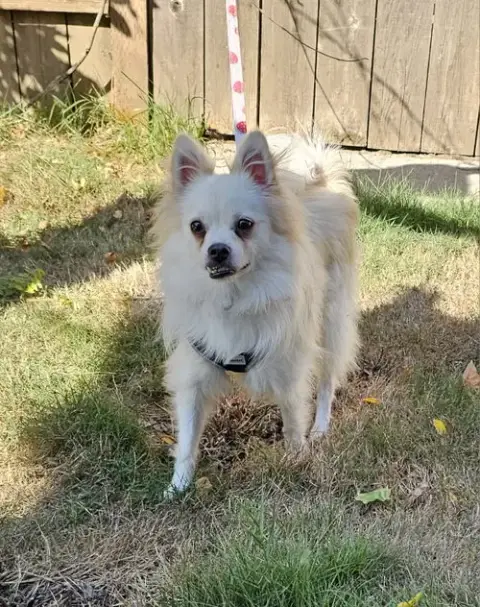 Enzo From Korea photo 5