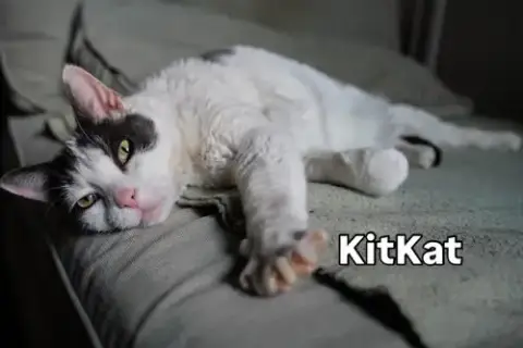 Kitkat photo 2