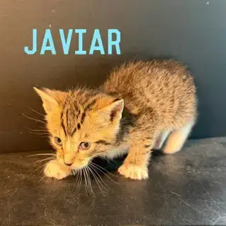 Javier photo 2