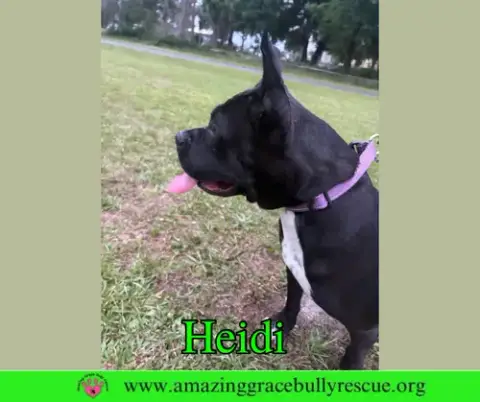 Heidi photo 2