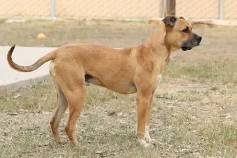 Scooby photo 2