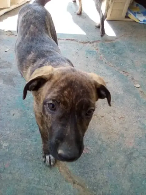 Parvati-Good Candidate For Therapy Pooch photo 5