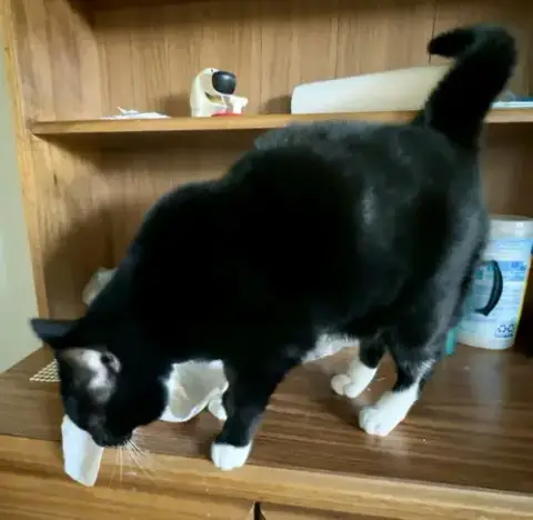 Mittens photo 4
