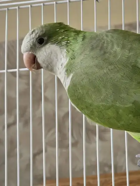 Coquito