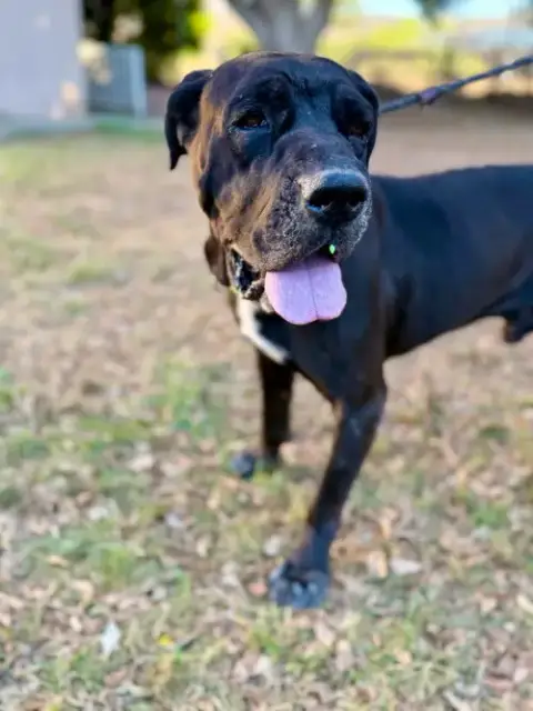 Magic  Adoption Pending