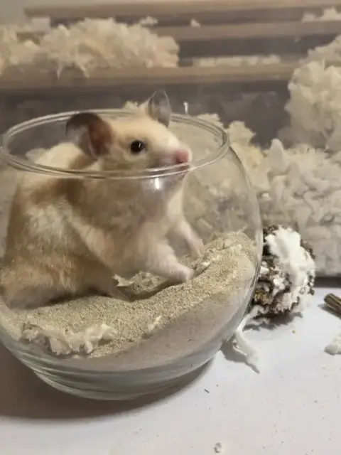 Marshmallow photo 3