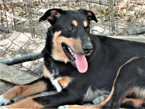 Scout photo 3