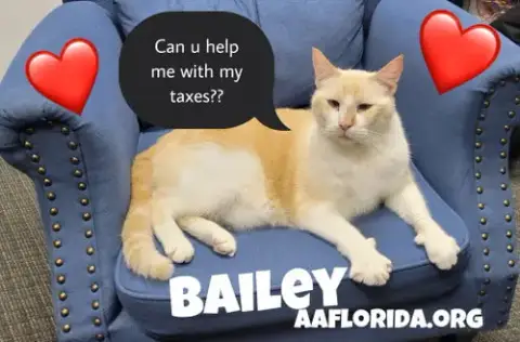 Bailey *Cyd photo 2