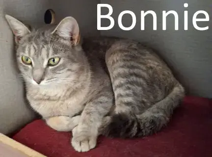 Bonnie