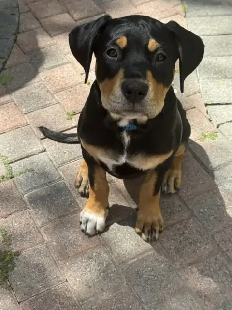 Scout photo 3