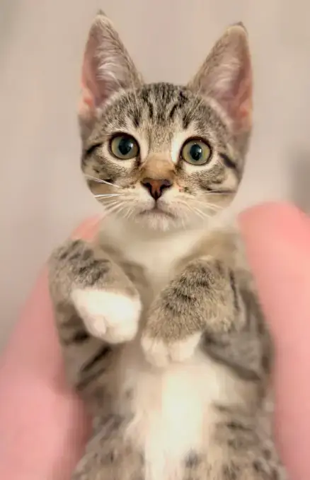 Halo