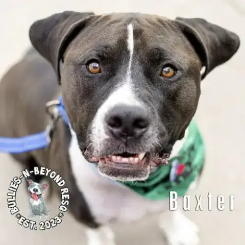 Baxter photo 3