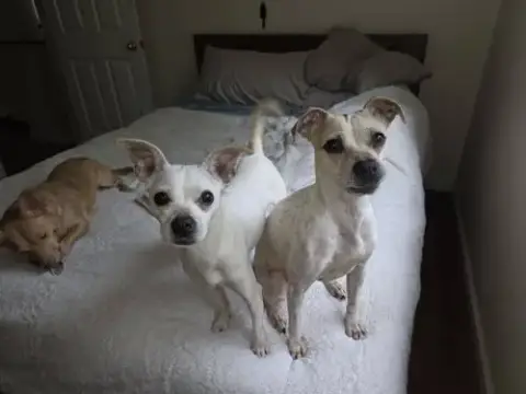 Lily And Vanilla Bean photo 2