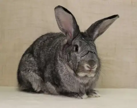 Phyllis photo 2