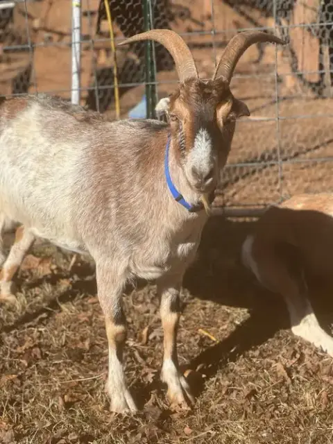 Graham & Leif: Not At The Shelter