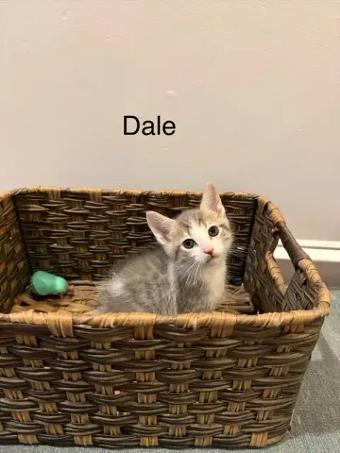 Dale photo 4