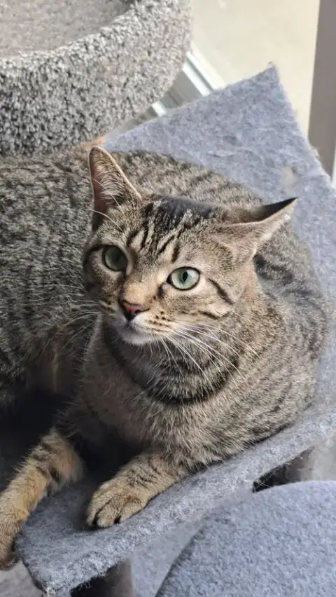 Cat photo 2
