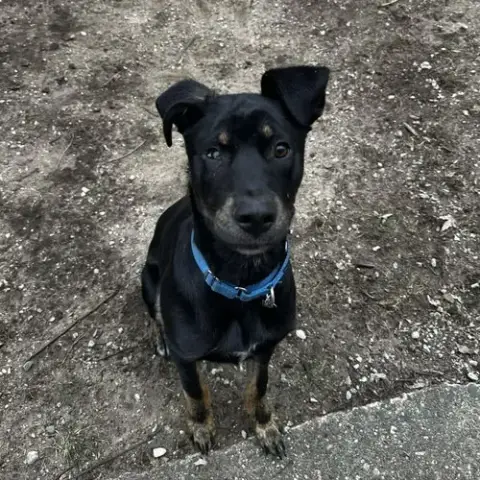Rocky